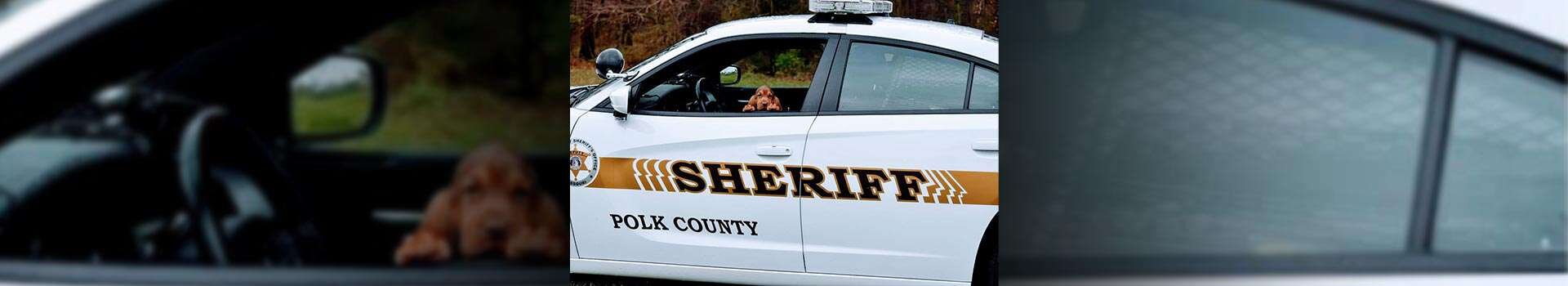 A brown puppy sitting in the drivers seat of a Polk County Sheriff vehicle.